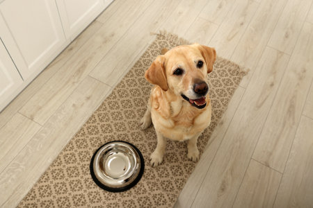 Cute Labrador Retriever waiting near feeding bowl on floor indoors, above viewの写真素材