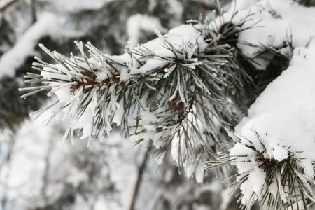 Fir branches covered with snow in winter morning, closeup