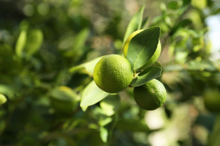 Ripe limes growing on tree branch in garden, closeupの写真素材