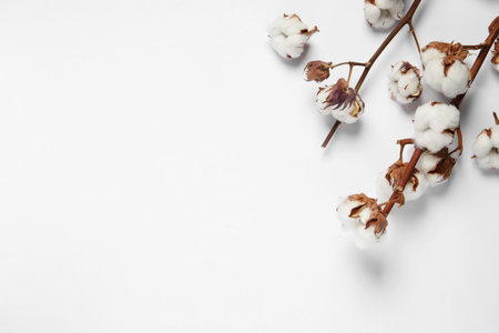 Dried cotton branches with fluffy flowers on white background, flat lay. Space for textの写真素材