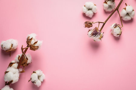 Dry cotton branches with fluffy flowers on light pink background, flat lay. Space for textの写真素材