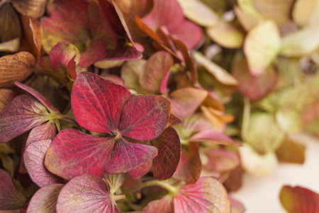 Beautiful hortensia flowers on white background, closeup. Space for text