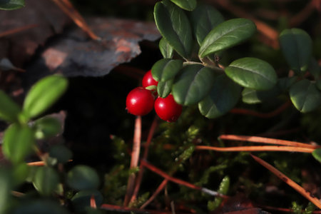 Tasty ripe lingonberries growing on sprig outdoorsの写真素材