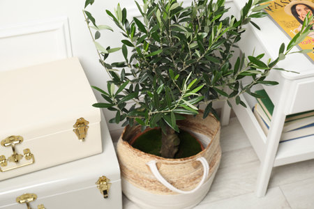 Beautiful young potted olive tree, suitcases and table with magazine indoors. interior elementsの写真素材