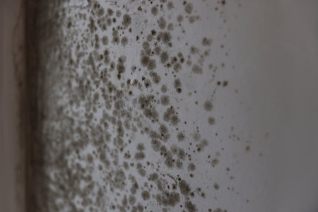 Wall damaged with indoor mold, closeup. unsanitary environmentの写真素材
