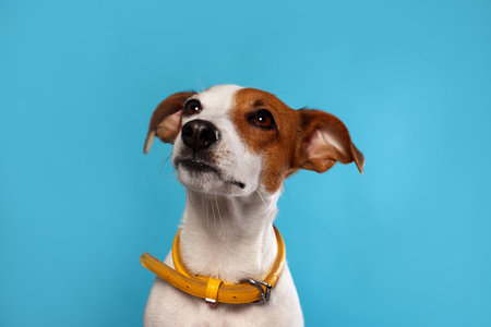 Adorable Jack Russell terrier with collar on light blue backgroundの写真素材