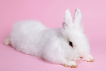 Fluffy white rabbit on pink background. cute petの写真素材