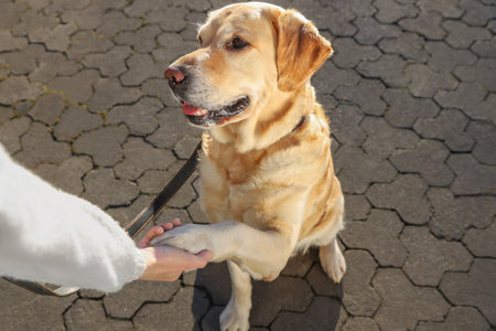 Adorable Labrador Retriever giving paw to woman outdoors, closeupの写真素材