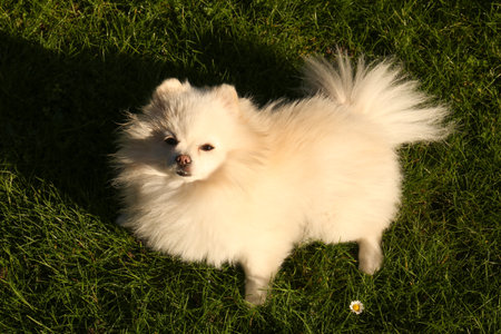 Cute fluffy Pomeranian dog on green grass outdoors, above view. Lovely petの写真素材