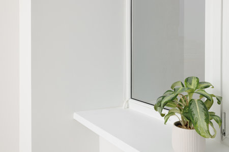 Potted plant on windowsill in light room