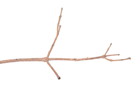 One dry tree twig isolated on whiteの写真素材