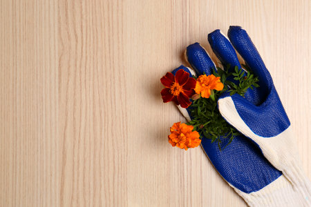 Gardening gloves with beautiful marigold flowers on wooden table, top view. Space for textの写真素材