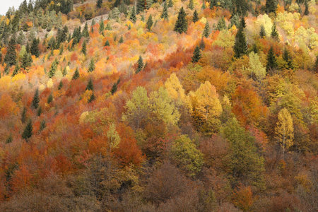 Picturesque view of forest on autumn day. beautiful mountain sceneryの写真素材