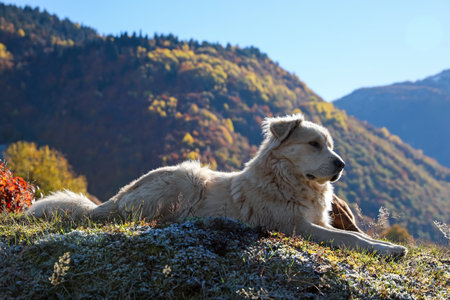 Adorable dog in mountains on sunny dayの写真素材