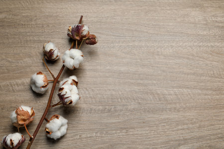 Dried cotton branch with fluffy flowers on wooden table, top view. Space for textの写真素材