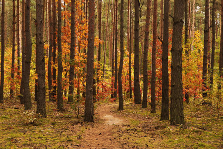 Trail and beautiful trees in the forest. autumn seasonの写真素材
