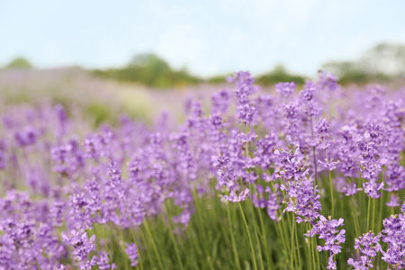 Beautiful blooming lavender field on summer day, closeupの写真素材