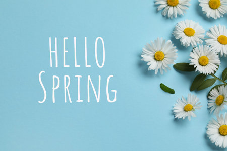 Hello spring card. Many beautiful daisy flowers and leaves on light blue background, flat layの写真素材