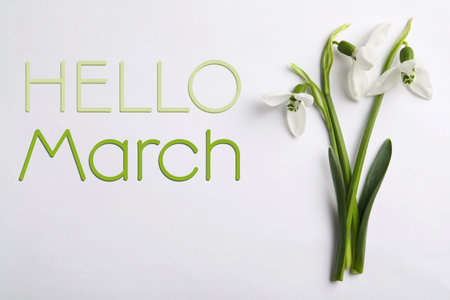 Hello March card. Beautiful spring snowdrop flowers on white background, top viewの写真素材
