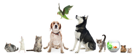 Group of different domestic animals on white background, collageの写真素材