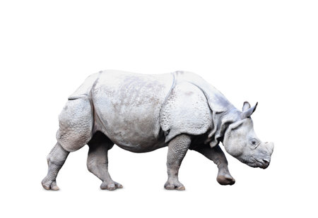 Big rhinoceros on white background. wild animalの写真素材