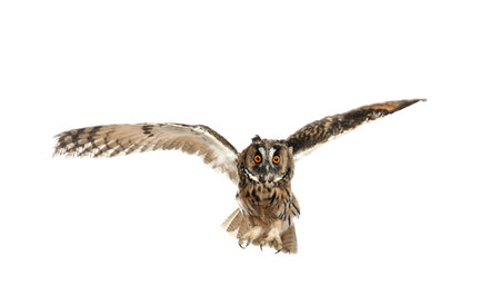 Beautiful eagle owl flying on white background. Predatory birdの写真素材