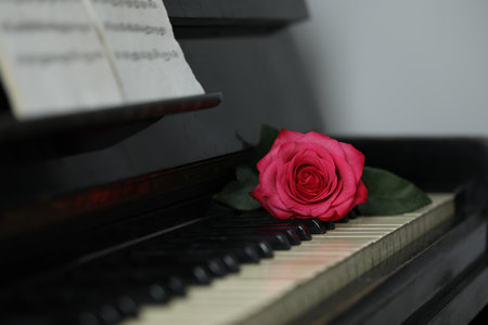 Beautiful pink rose and musical notes on piano, closeupの写真素材