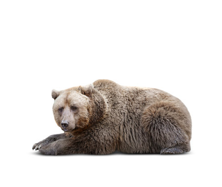 Furry bear on white background. wild animalの写真素材
