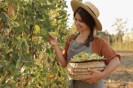 Young woman harvesting fresh green beans in gardenの写真素材