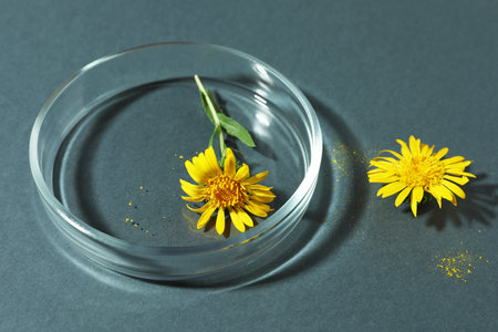 Petri dish with flowers on dark gray background, closeupの写真素材