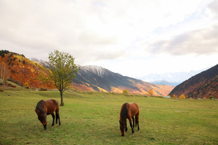 Brown horses grazing on meadow in mountains outdoors. Beautiful petsの写真素材