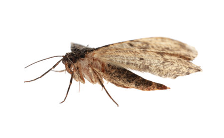 Single Alcis repandata moth isolated on whiteの写真素材