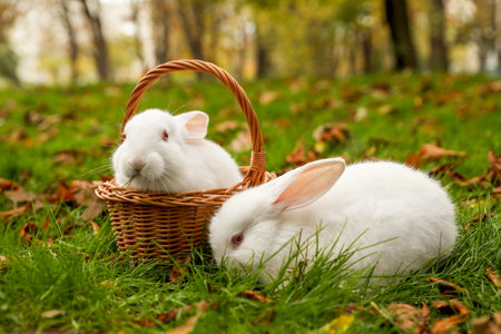 Two white cute rabbits on green grass in parkの写真素材