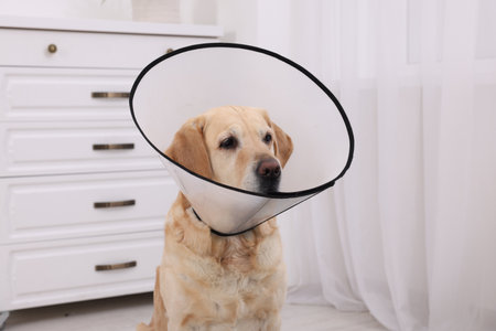 Sad Labrador Retriever with protective cone collar in roomの写真素材