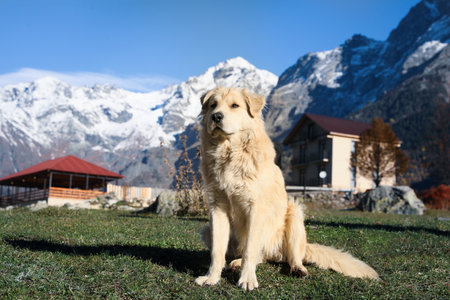 Adorable dog in mountains on sunny dayの写真素材