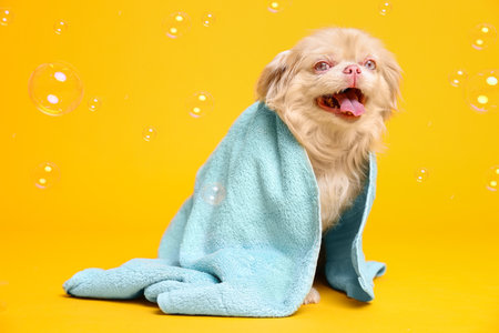 Cute Pekingese dog wrapped in towel and bubbles on yellow background. pet hygieneの写真素材
