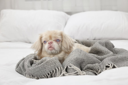 Cute Pekingese dog wrapped in blanket on bed indoorsの写真素材