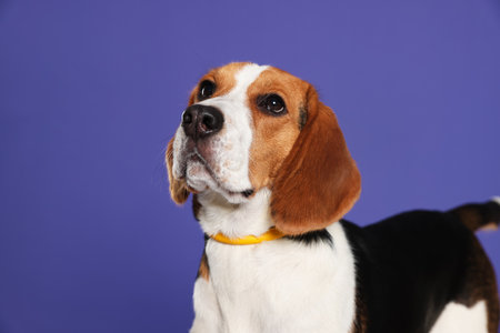 Adorable Beagle dog in stylish collar on purple backgroundの写真素材