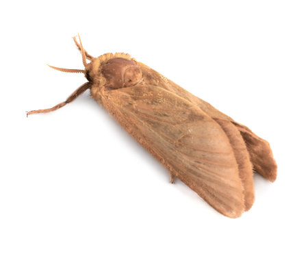 Brown common clothing moth isolated on whiteの写真素材