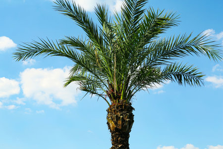 Beautiful palm tree with green leaves against blue skyの写真素材