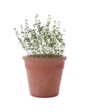 Pot with aromatic green thyme isolated on whiteの写真素材