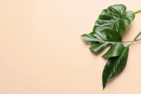 Different tropical leaves on color background, top view