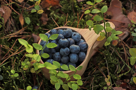 Wooden mug full of fresh ripe blueberries in grassの写真素材