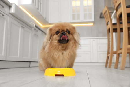 Cute Pekingese dog near pet bowl in kitchenの写真素材