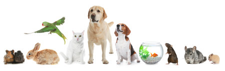 Group of different domestic animals on white background, collageの写真素材
