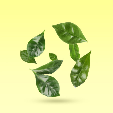 Beautiful fresh green coffee leaves falling on pale yellow backgroundの写真素材