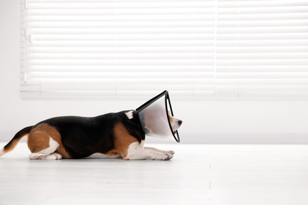 Adorable Beagle dog wearing medical plastic collar on floor indoors, space for textの写真素材