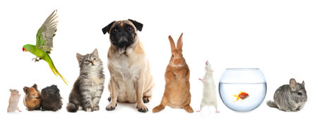 Group of different domestic animals on white background, collageの写真素材