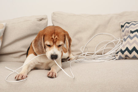 Naughty Beagle dog chewing electrical wire on sofa indoorsの写真素材