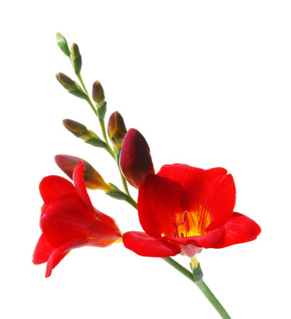 beautiful freesia flower on white backgroundの写真素材